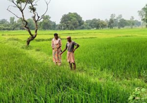 फसल में तना छेदक समेत ये प्रकोप